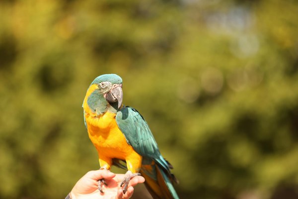 Descubra as principais características de uma dieta equilibrada para seu porquinho-da-índia!
